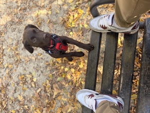 Labrador ciocolatiu - imagine 3