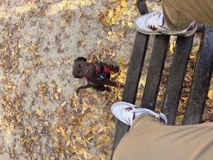 Labrador ciocolatiu - imagine 4