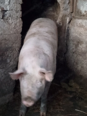 Vând 2 porci grași porci au între 170-180 care este interesat să mă sune 