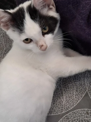 Adoptie motanel Bucuresti