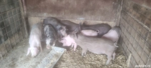 Purcei 10 săptămâni  - imagine 3