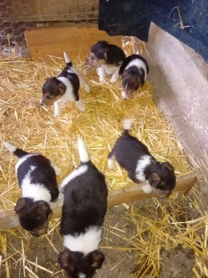 Fox terieri sârmos  - imagine 3 Fox terieri sârmos  - imagine 3