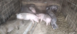 Purcei 10 săptămâni  - imagine 2