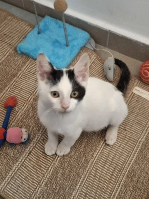 Adoptie motanel Bucuresti - imagine 2