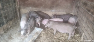 Purcei 10 săptămâni 