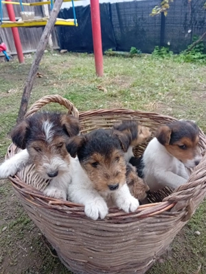 Fox terieri sârmos  - imagine 5 Fox terieri sârmos  - imagine 5