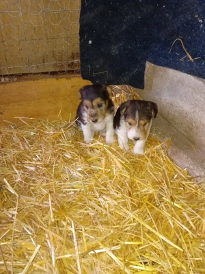 Fox terieri sârmos  - imagine 4 Fox terieri sârmos  - imagine 4