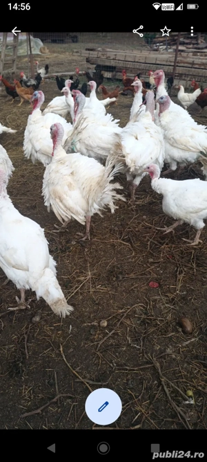 vând curcanii  - imagine 3 vând curcanii  - imagine 3