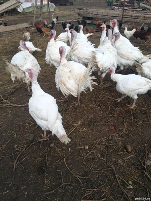 vând curcanii  - imagine 4 vând curcanii  - imagine 4