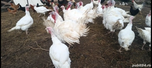 vând curcanii  - imagine 2 vând curcanii  - imagine 2