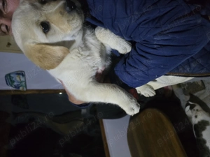 Donezi 3 câini de vanatoare !