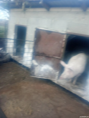 porci pt craciun - imagine 2