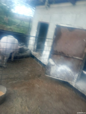 porci pt craciun - imagine 3