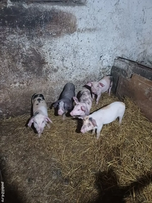 vand purcei  - imagine 2