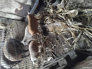 Purcei Mangalita  - imagine 2