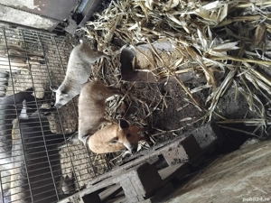 Purcei Mangalita  - imagine 3