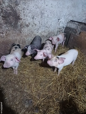 vand purcei  - imagine 3