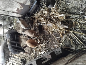 Purcei Mangalita  - imagine 5