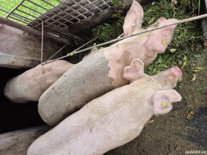  Vand porci 30 200 kg!