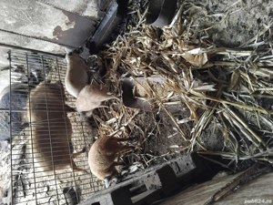 Purcei Mangalita  - imagine 4