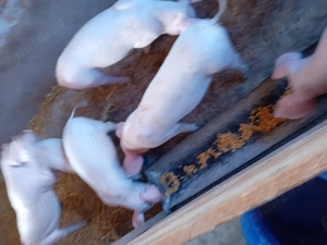 De vânzare tel   - imagine 2