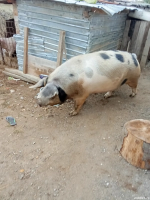 De vanzare ! - imagine 3 De vanzare ! - imagine 3