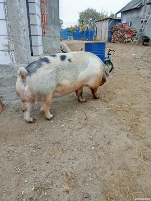 De vanzare ! - imagine 2 De vanzare ! - imagine 2