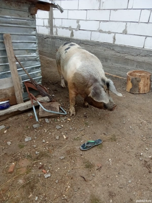 De vanzare ! - imagine 5 De vanzare ! - imagine 5