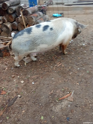 De vanzare ! - imagine 4 De vanzare ! - imagine 4