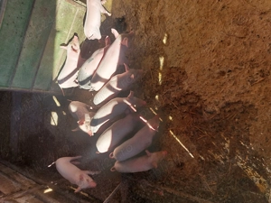 Vând purcei de 7 săptămâni  - imagine 2