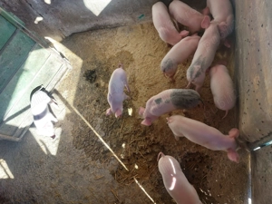 Vând purcei de 7 săptămâni 