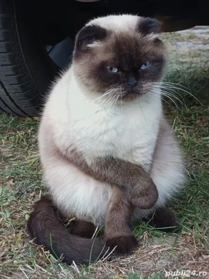 vand pisica scottish - imagine 5