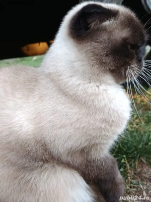 vand pisica scottish - imagine 4