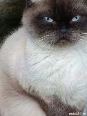 vand pisica scottish