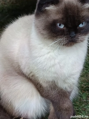 vand pisica scottish - imagine 3