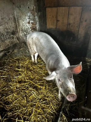 scroafa tn70-landrace