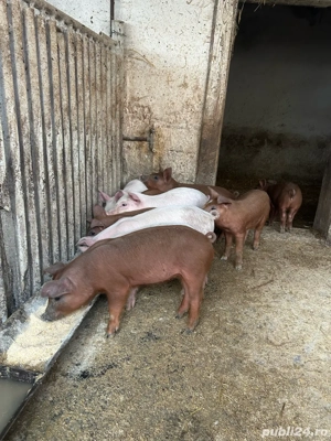 Purcei Landrace Duroc - imagine 3