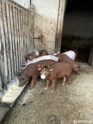 Purcei Landrace Duroc - imagine 2
