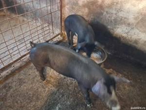 vand 2 suldei purcei bazna - imagine 3