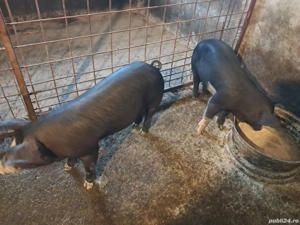 vand 2 suldei purcei bazna - imagine 2