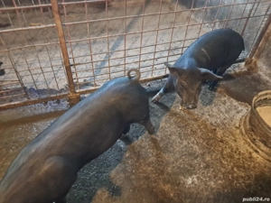 vand 2 suldei purcei bazna