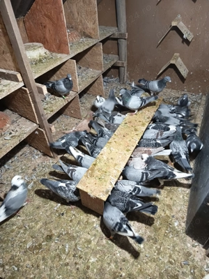 Porumbei voiajori de concurs  - imagine 2