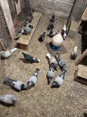 Porumbei voiajori de concurs 