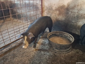 vand 2 suldei purcei bazna - imagine 4