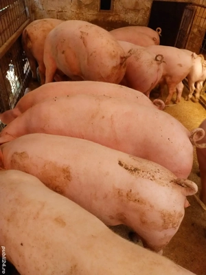 Asigur transport. vand porci de tara - imagine 3