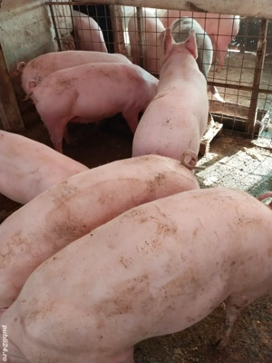 Asigur transport. vand porci de tara - imagine 2