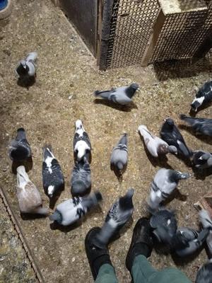 Porumbei voiajori de concurs  - imagine 4