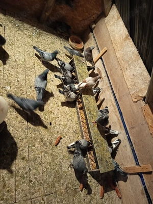 Porumbei voiajori de concurs  - imagine 3