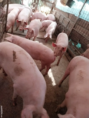Asigur transport. vand porci de tara