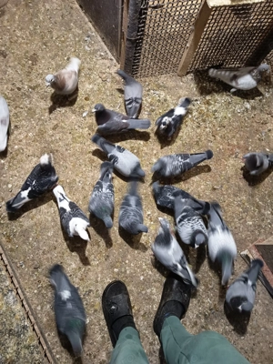 Porumbei voiajori de concurs  - imagine 5